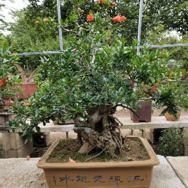 石榴盆景园林