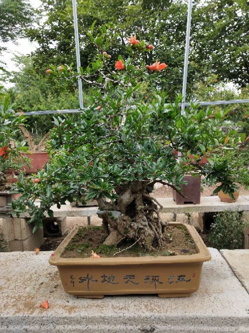 石榴盆景园林