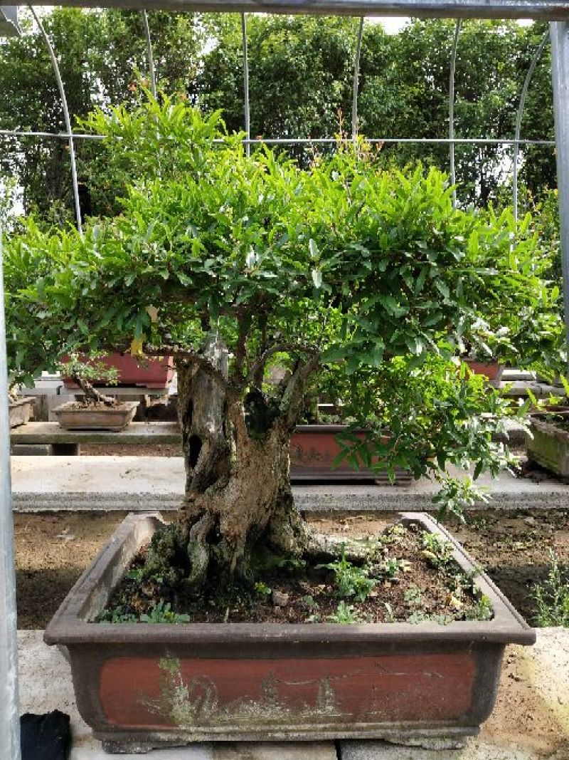石榴盆景园林