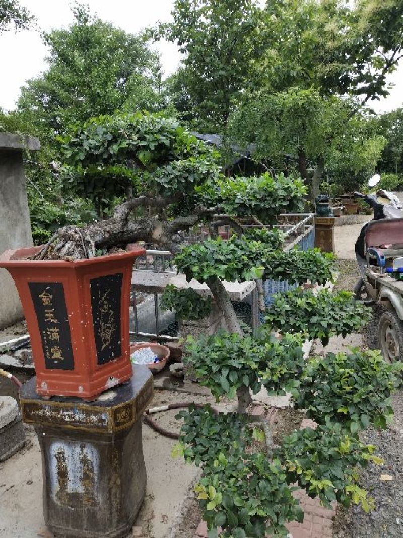 石榴盆景园林