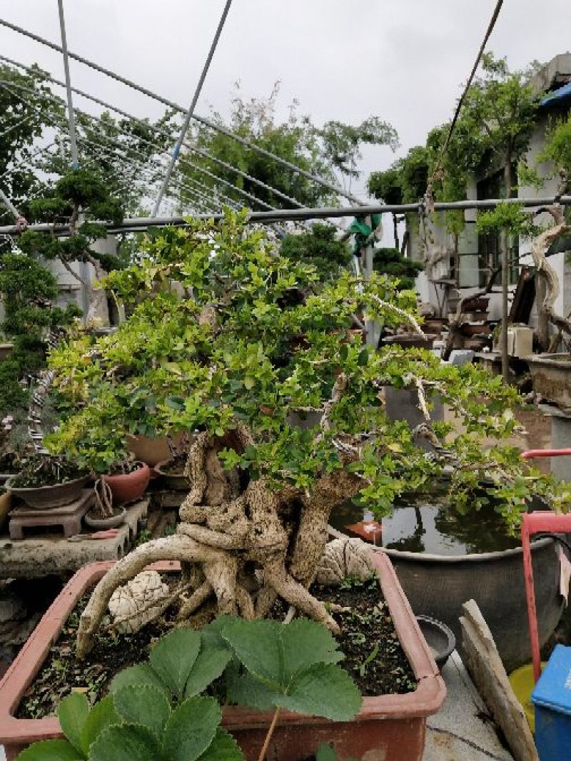 石榴盆景园林