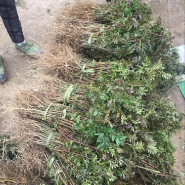 花椒苗1~2年