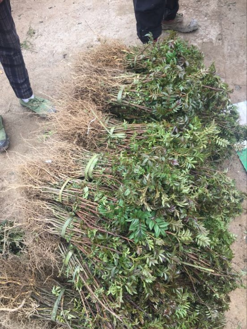 花椒苗1~2年