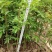 花椒苗1~2年