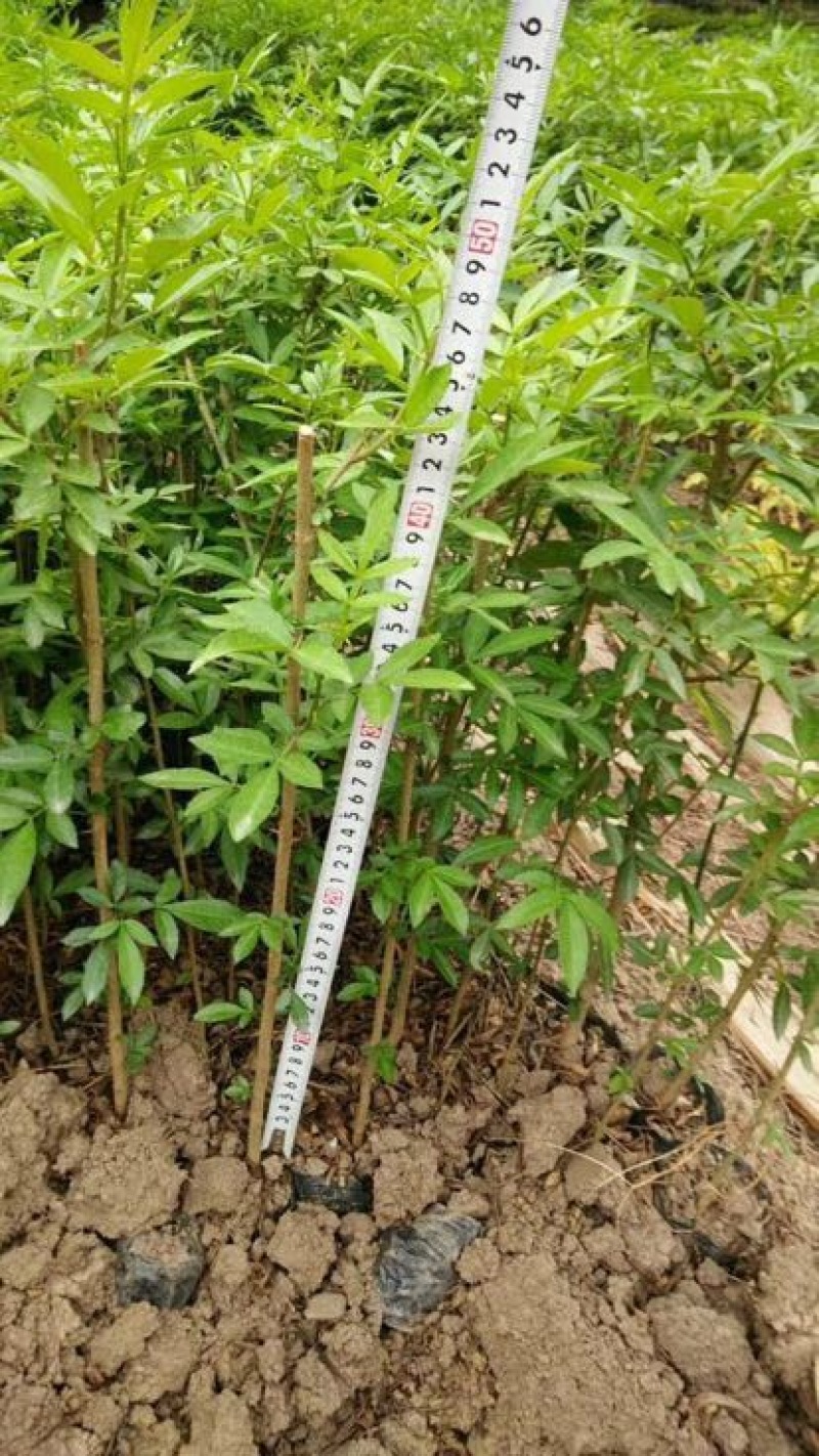 花椒苗1~2年
