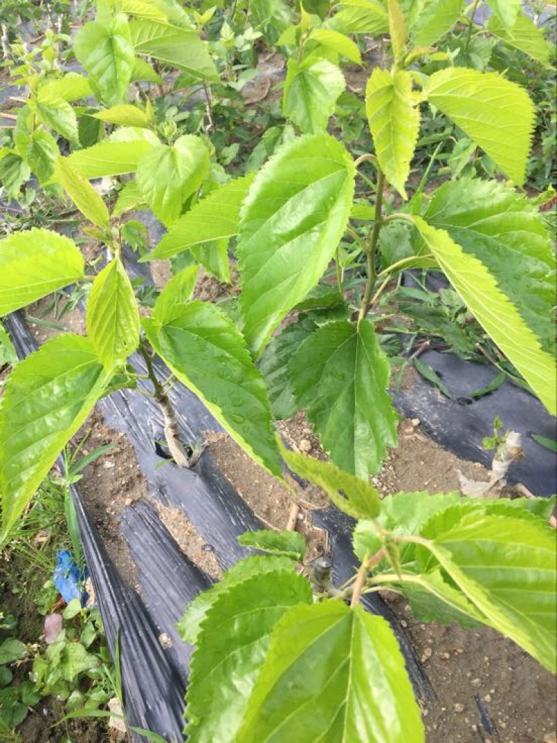 花椒苗1~2年