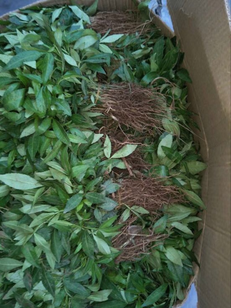 花椒苗1~2年
