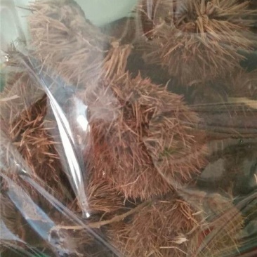 风栗壳