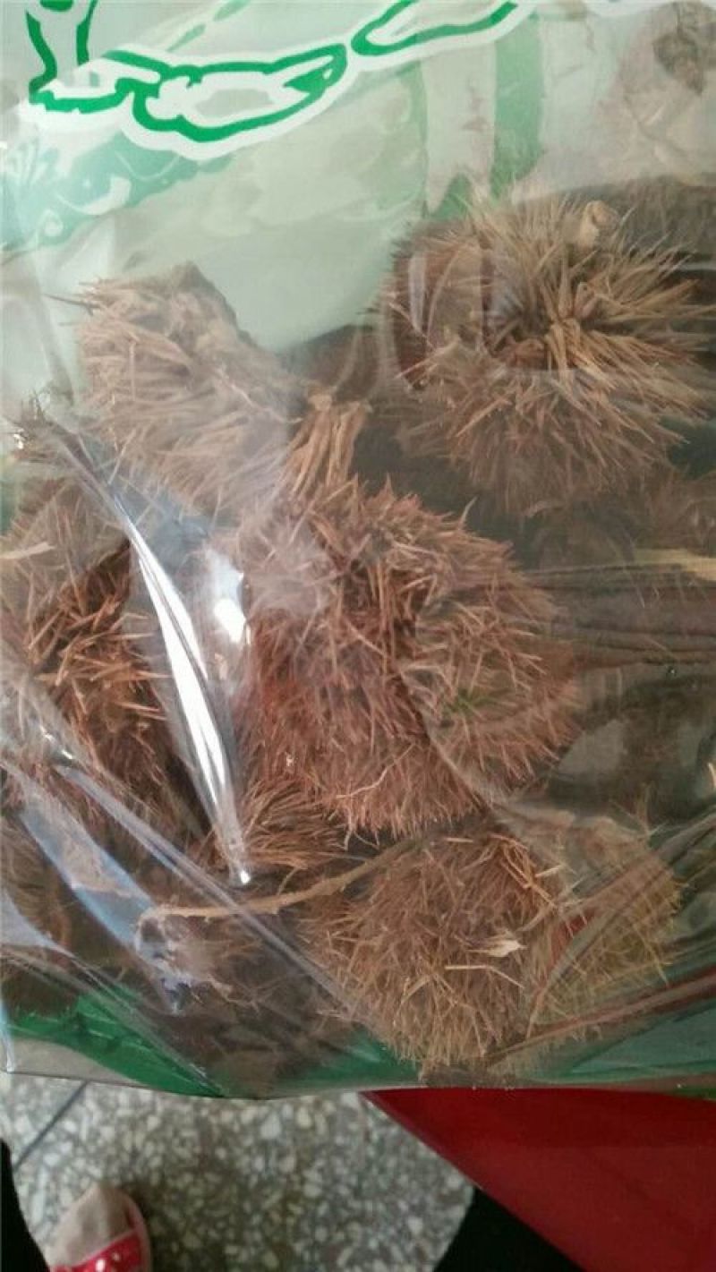 风栗壳