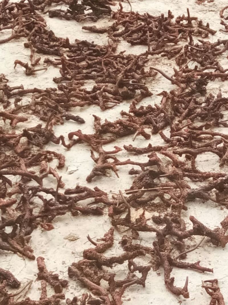 骨碎补