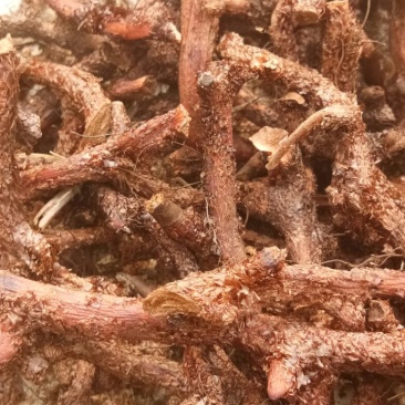 骨碎补