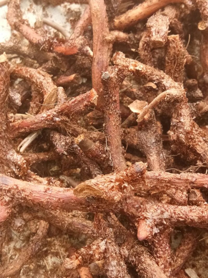 骨碎补