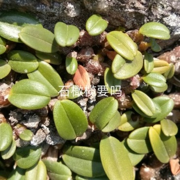 石橄榄