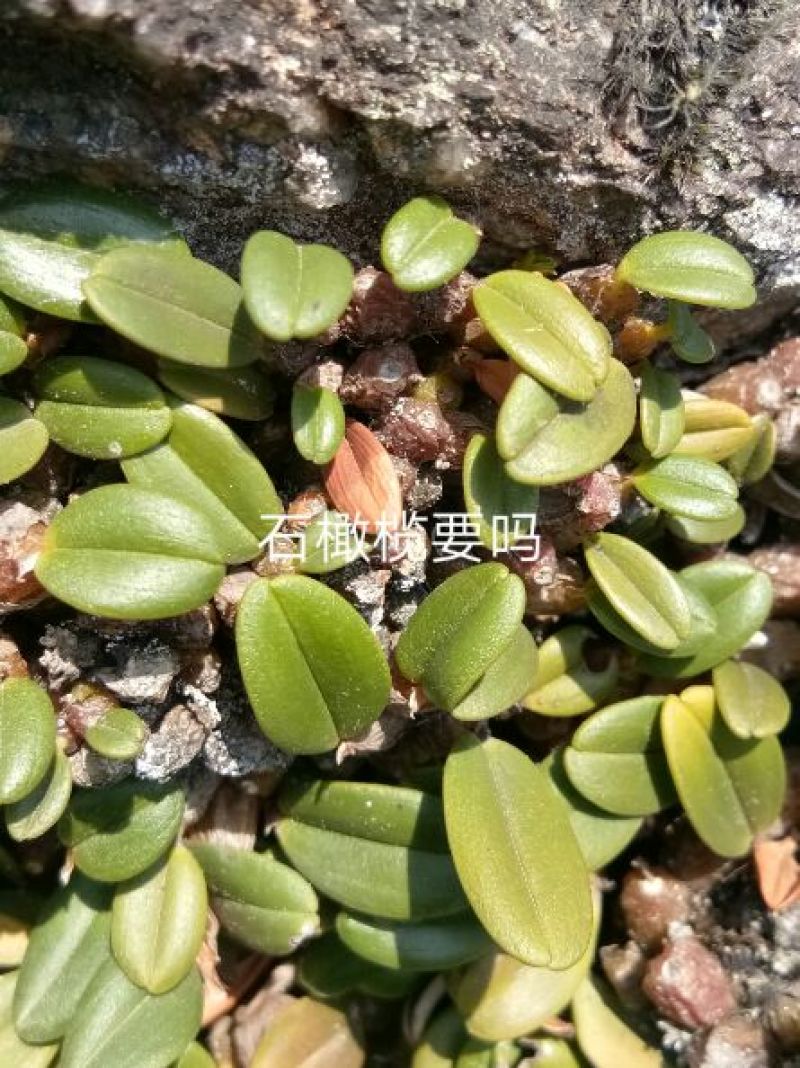 石橄榄