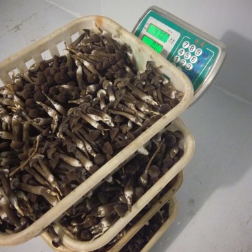带跟通货黑皮鸡枞