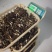 带跟通货黑皮鸡枞