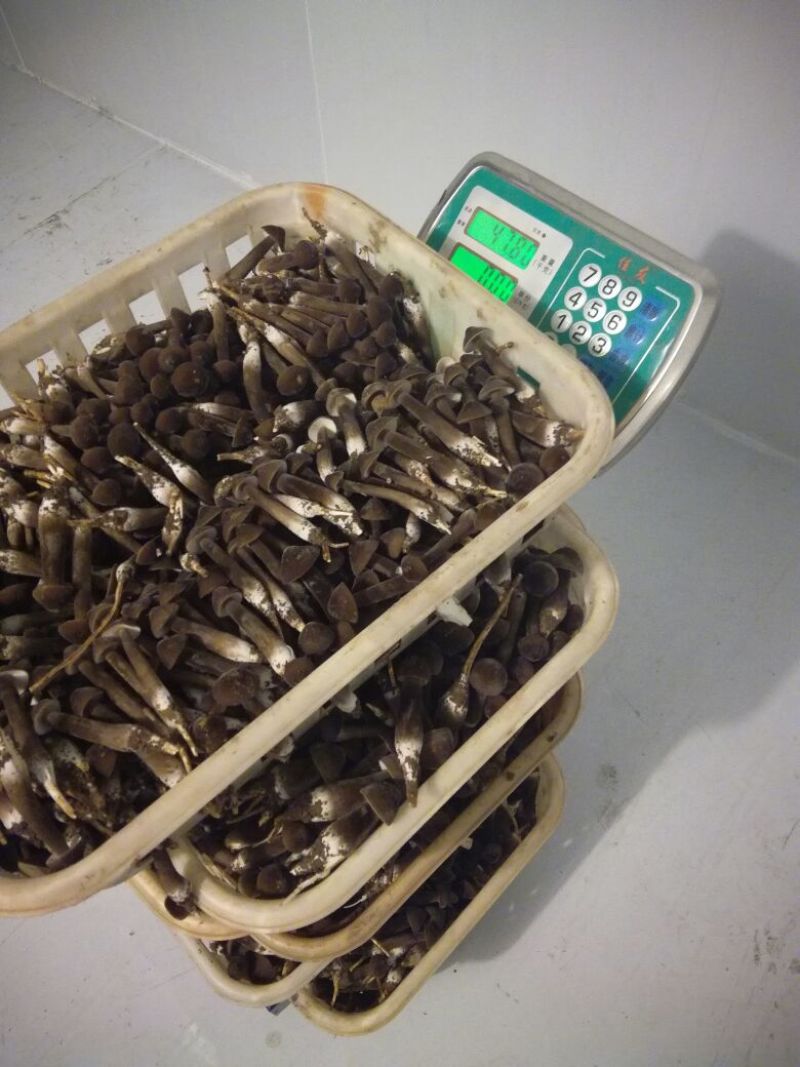 带跟通货黑皮鸡枞