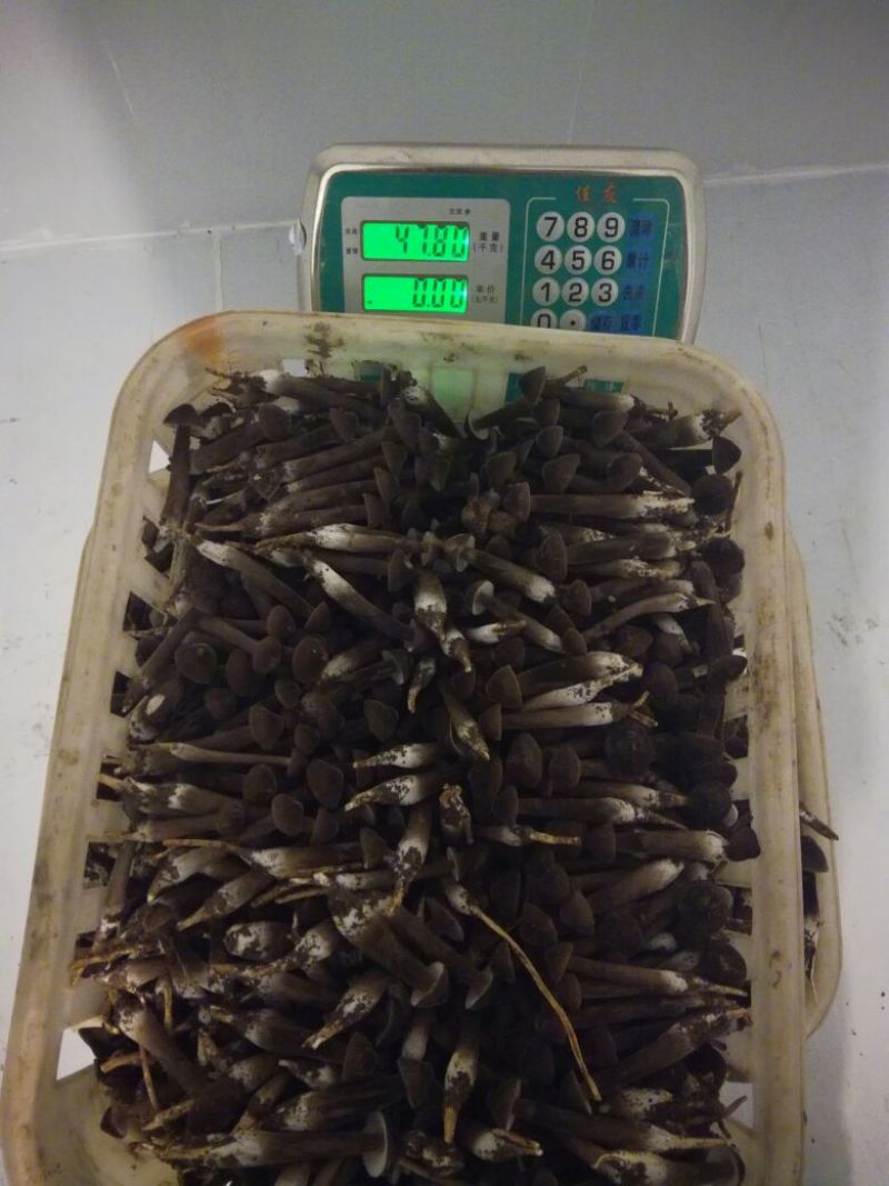 带跟通货黑皮鸡枞