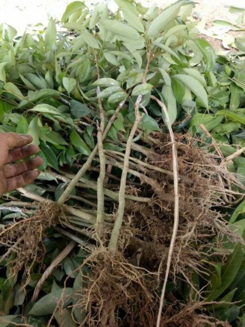 优质妃子笑荔枝苗无核荔枝苗桂味荔枝苗带土球发货包邮