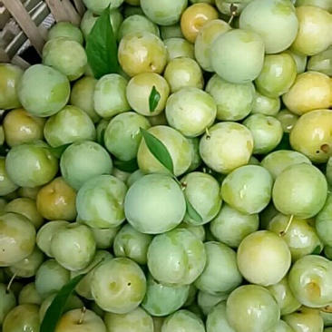 青脆李子大量上市