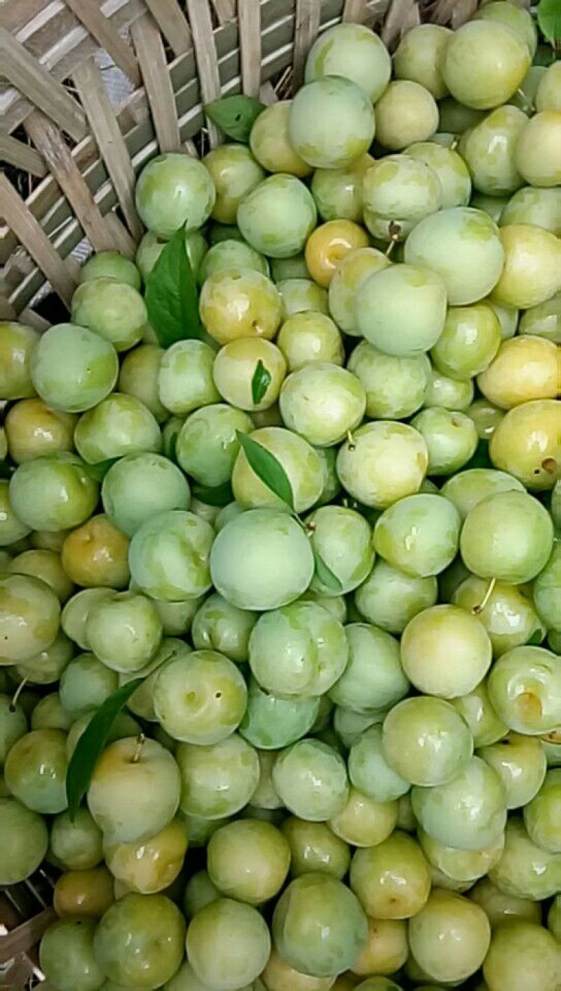 青脆李子大量上市