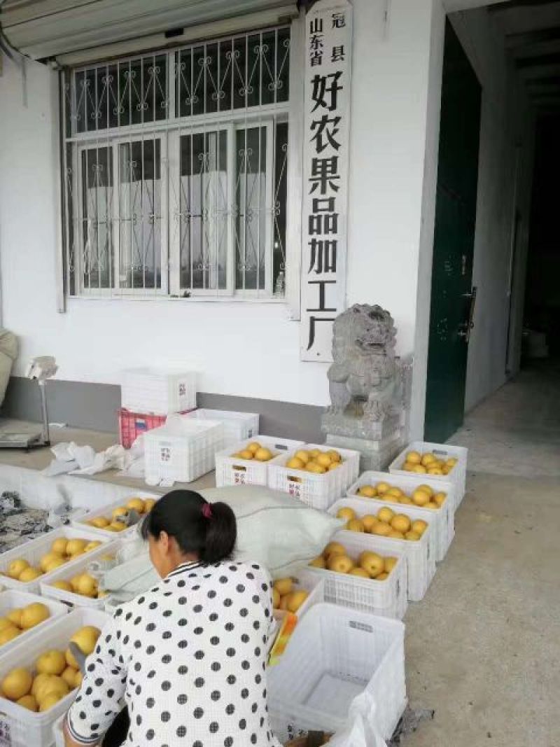 山东冠县绿宝石梨6月25号上市万亩梨园产地