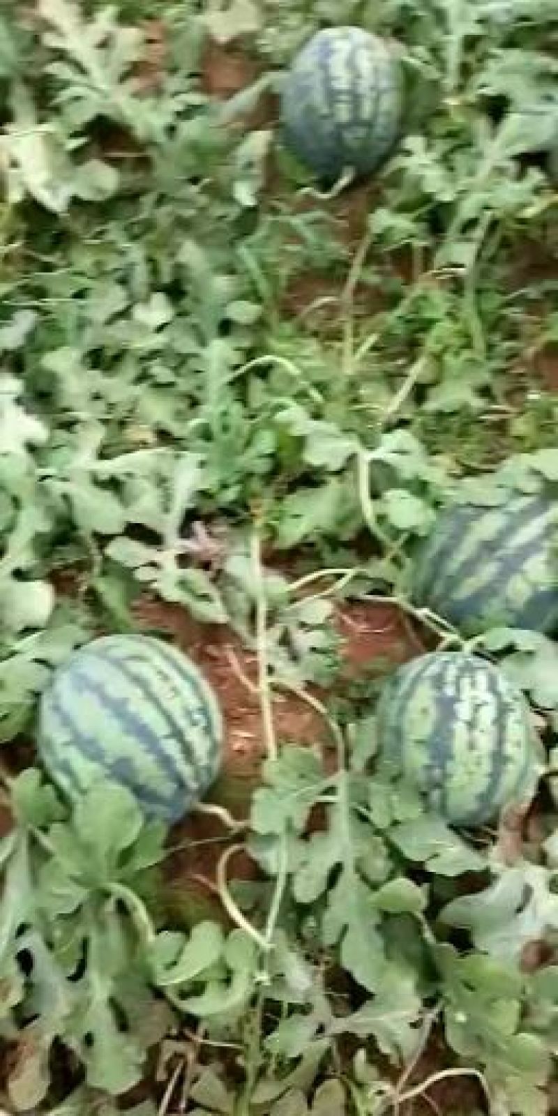 京欣西瓜8斤打底8成熟1茬