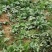 京欣西瓜8斤打底8成熟1茬