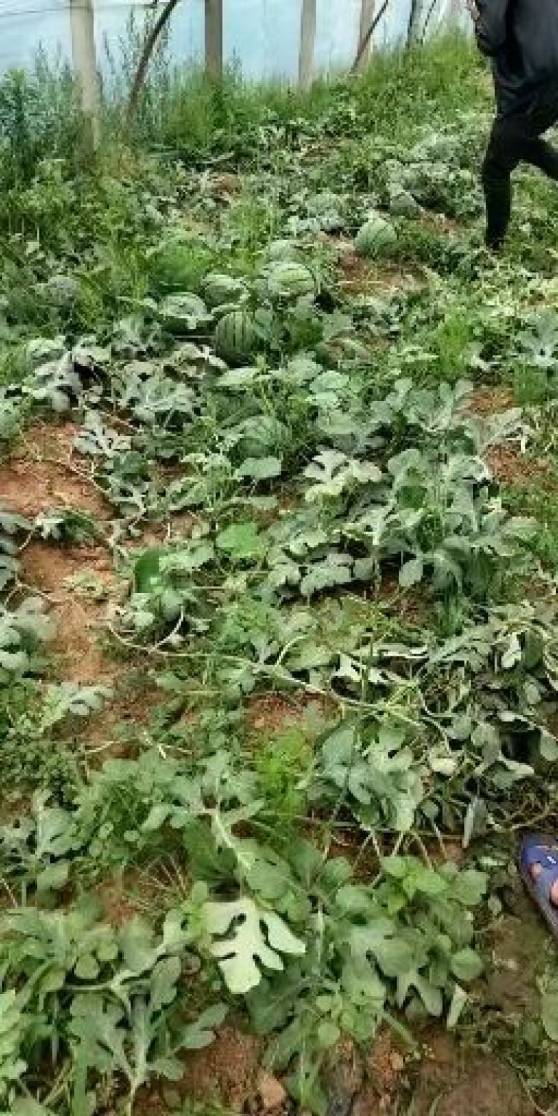 京欣西瓜8斤打底8成熟1茬