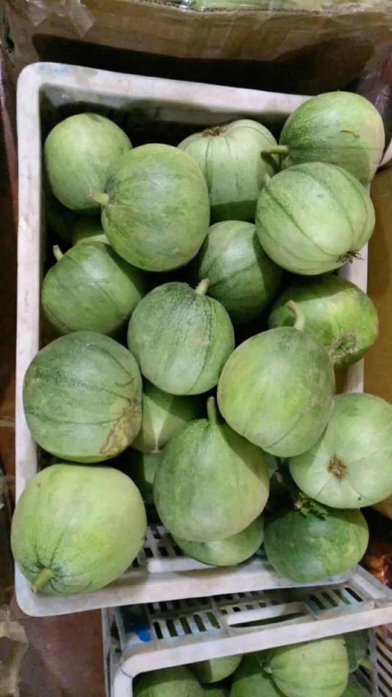 现摘绿宝