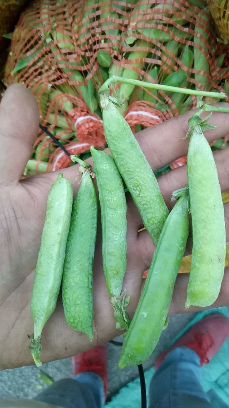 山东中豌6号，市场货，工厂货都有。量大