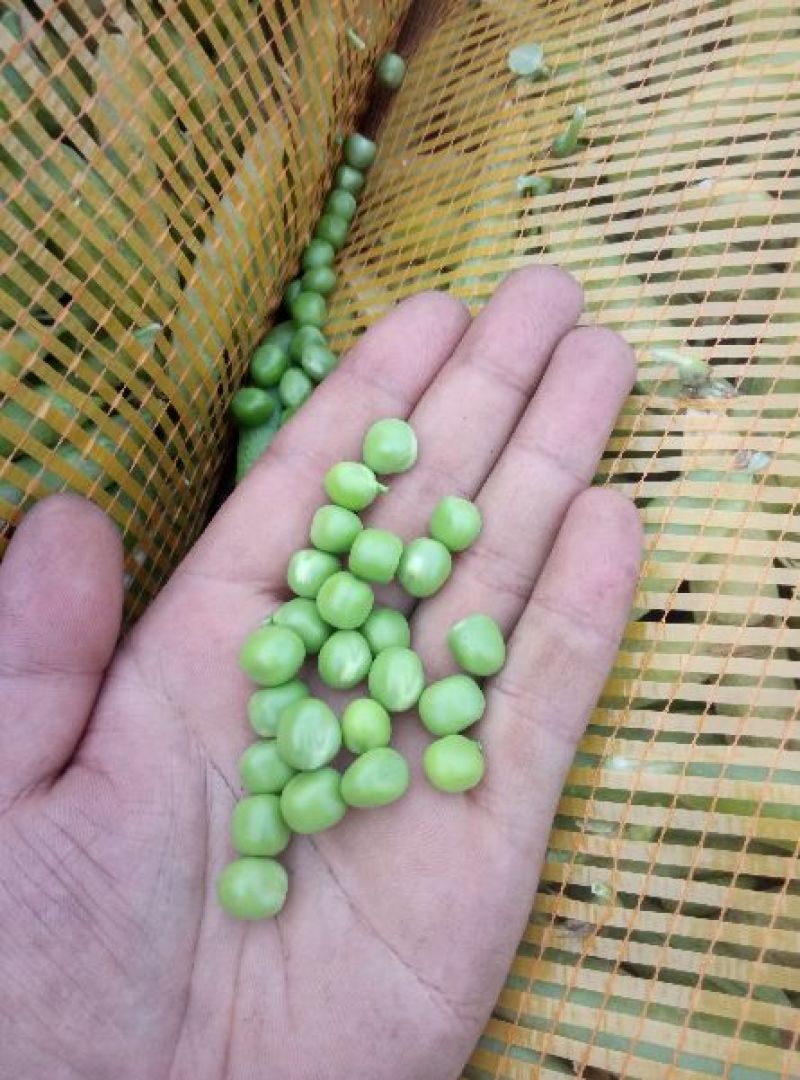 山东中豌6号，市场货，工厂货都有。量大
