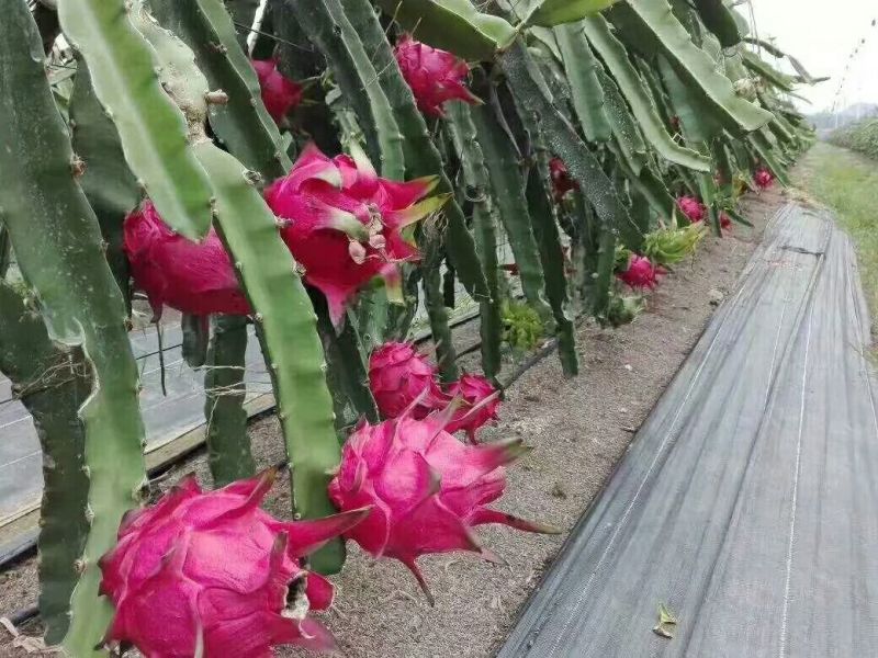 金都一号红心火龙果一件代发