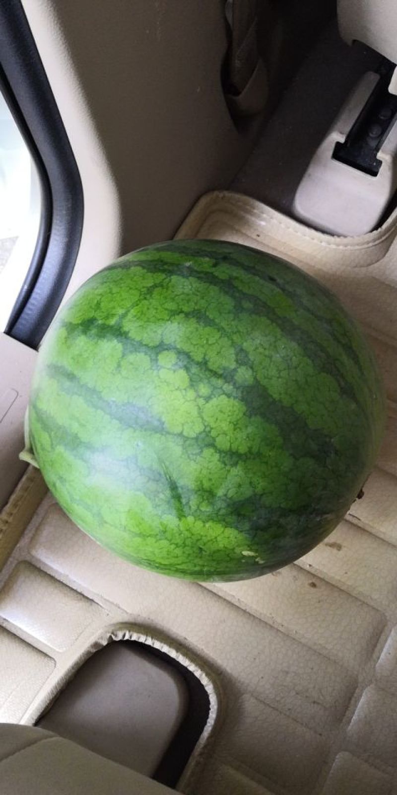 小富绿爽西瓜7斤打底8成熟1茬