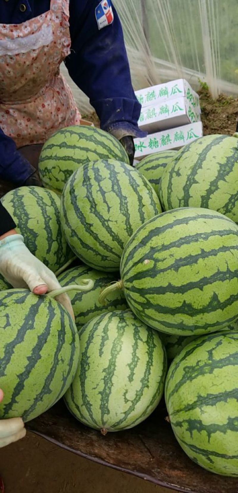 西瓜8424西瓜无籽美都西瓜大量供应浙江东台优质基地
