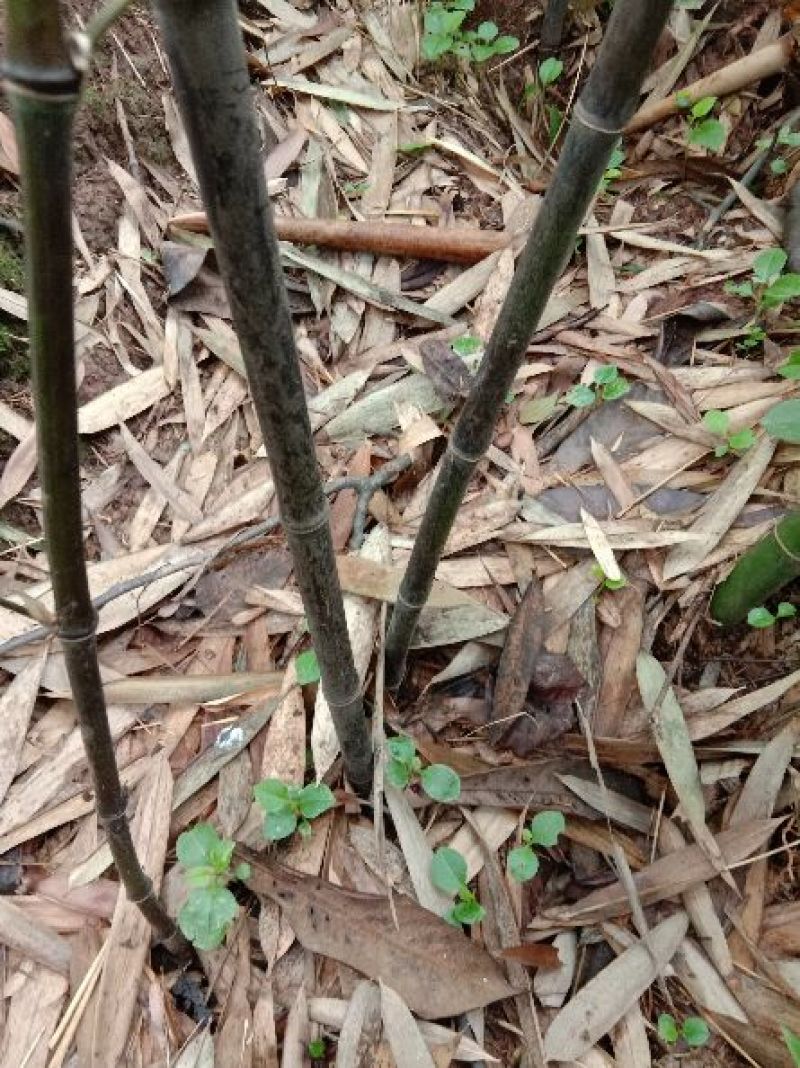 紫竹苗小苗30cm左右种植易成活运输方便成林快