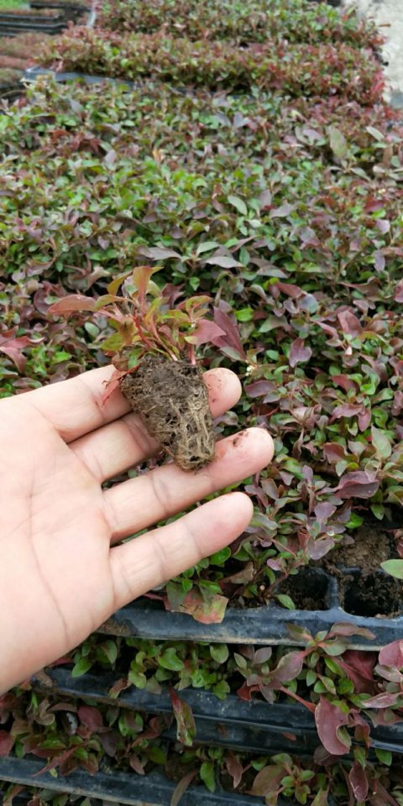 立体花坛五色草，红黄绿，蓝白