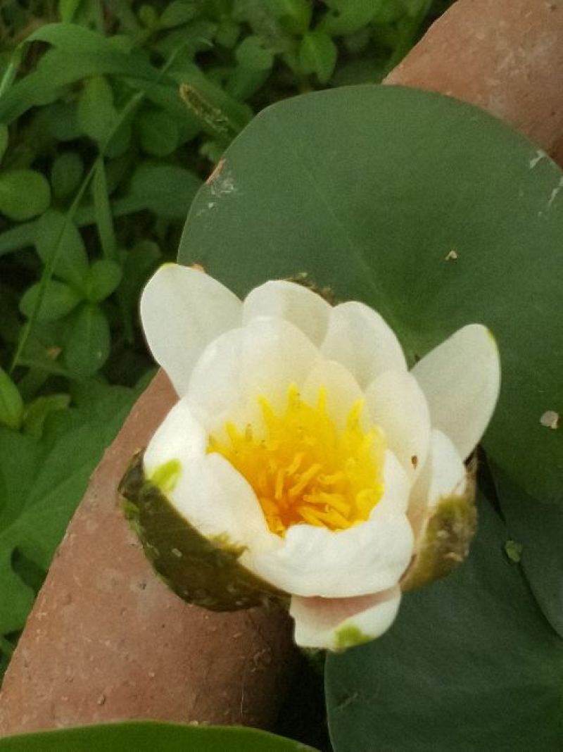 立体花坛五色草，红黄绿，蓝白