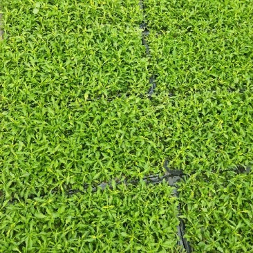立体花坛五色草，红黄绿，蓝白