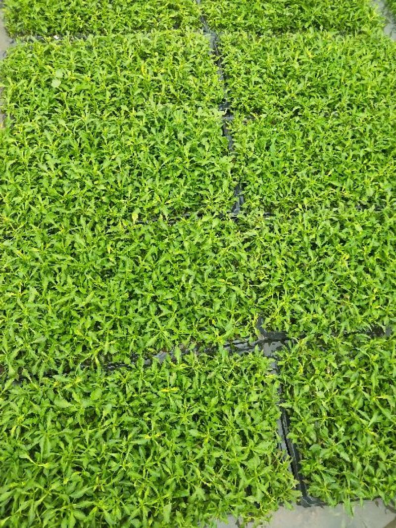 立体花坛五色草，红黄绿，蓝白