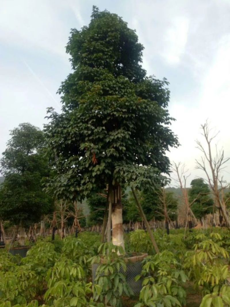 福建秋枫