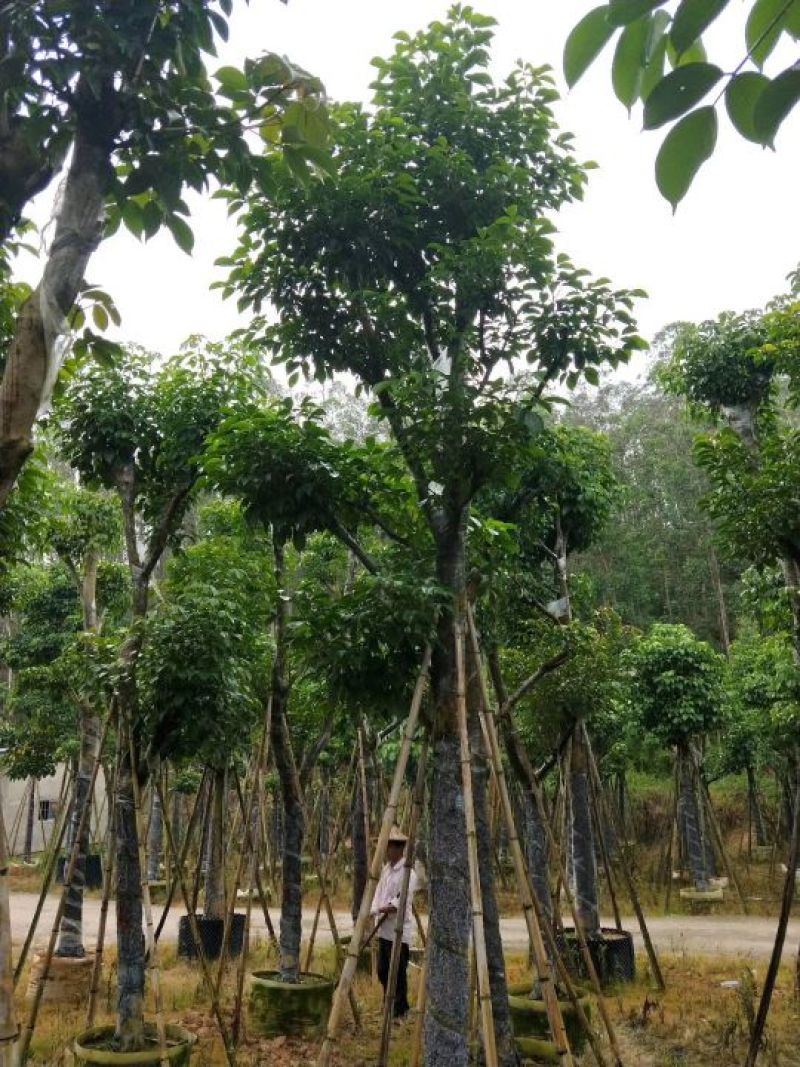 福建秋枫
