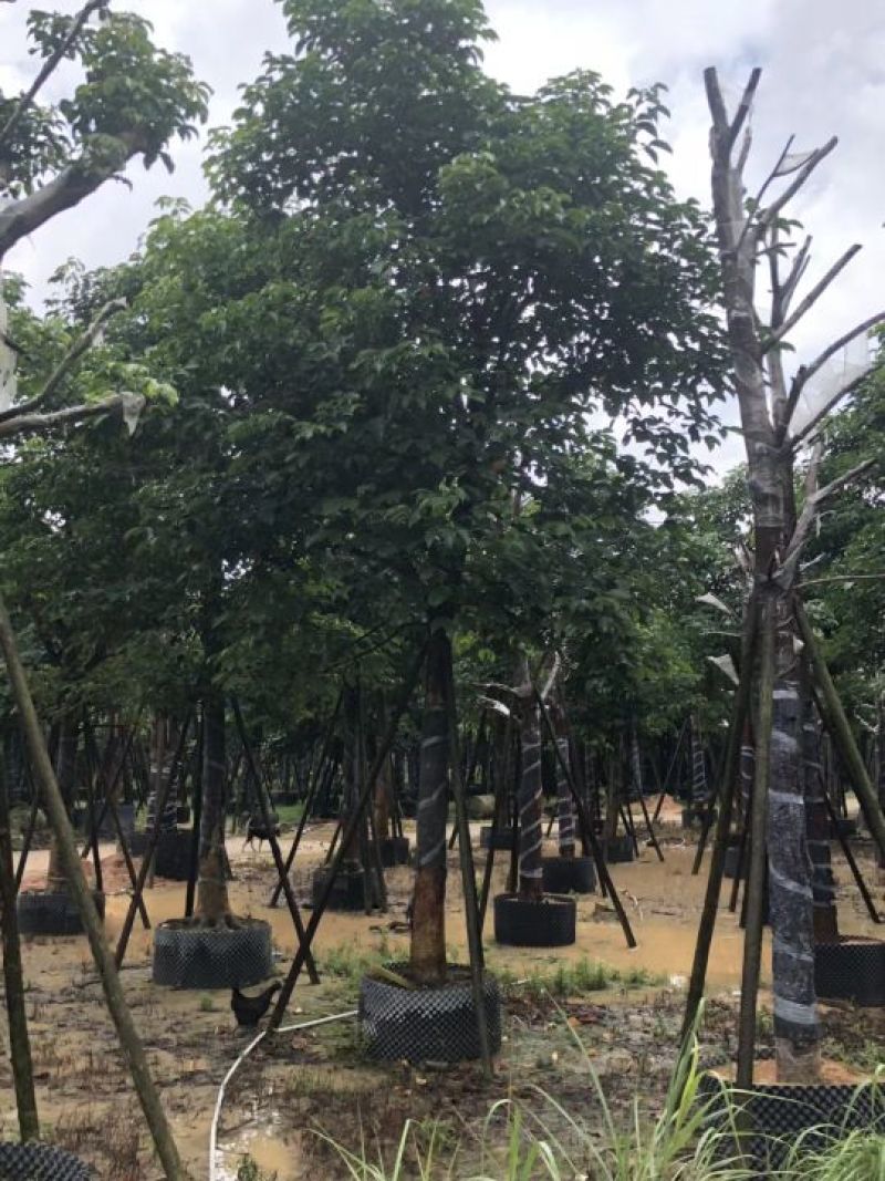福建秋枫