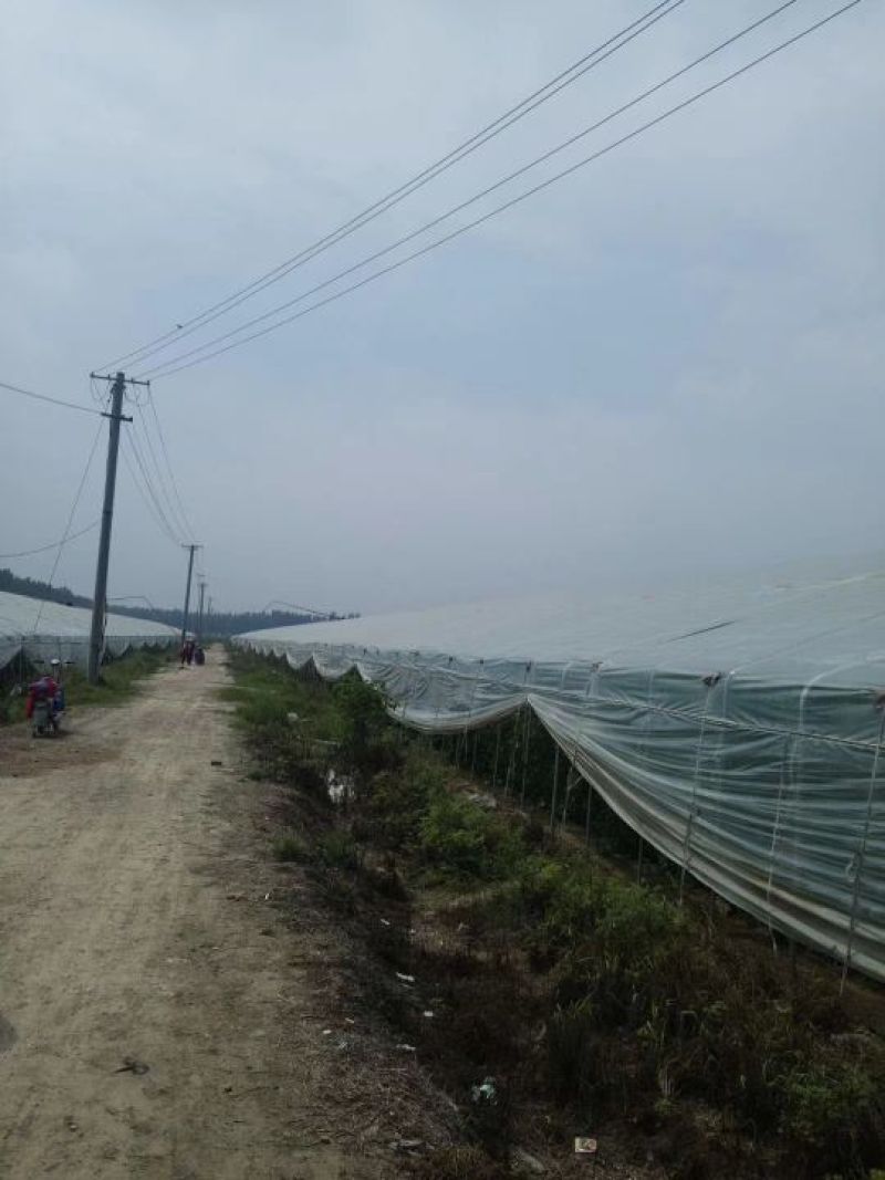 大棚吊瓜