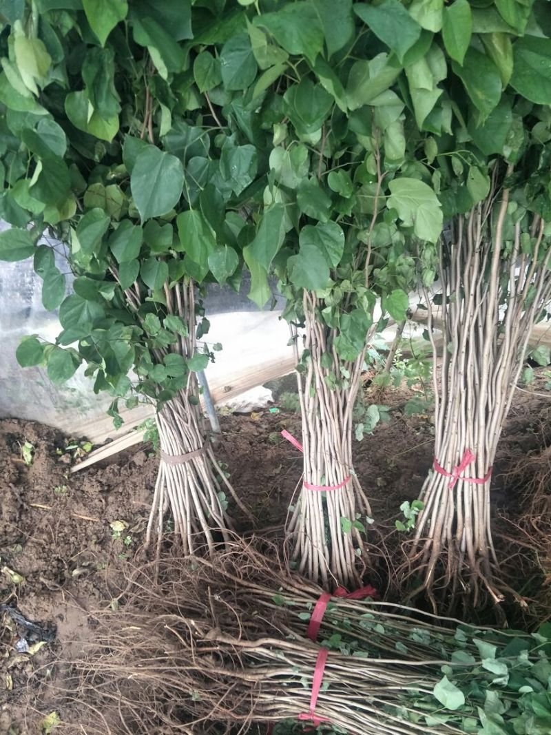 绿化紫荆绿化苗木紫荆花苗紫荆树苗满