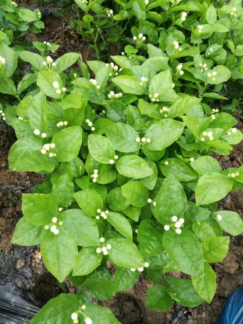 茉莉花，不含盆，价格随行，栀子花