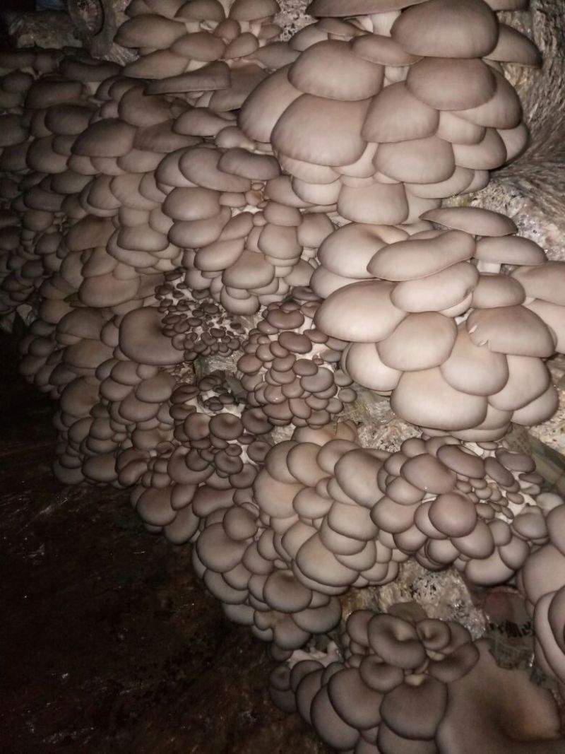 早秋平菇菌包开始预订了