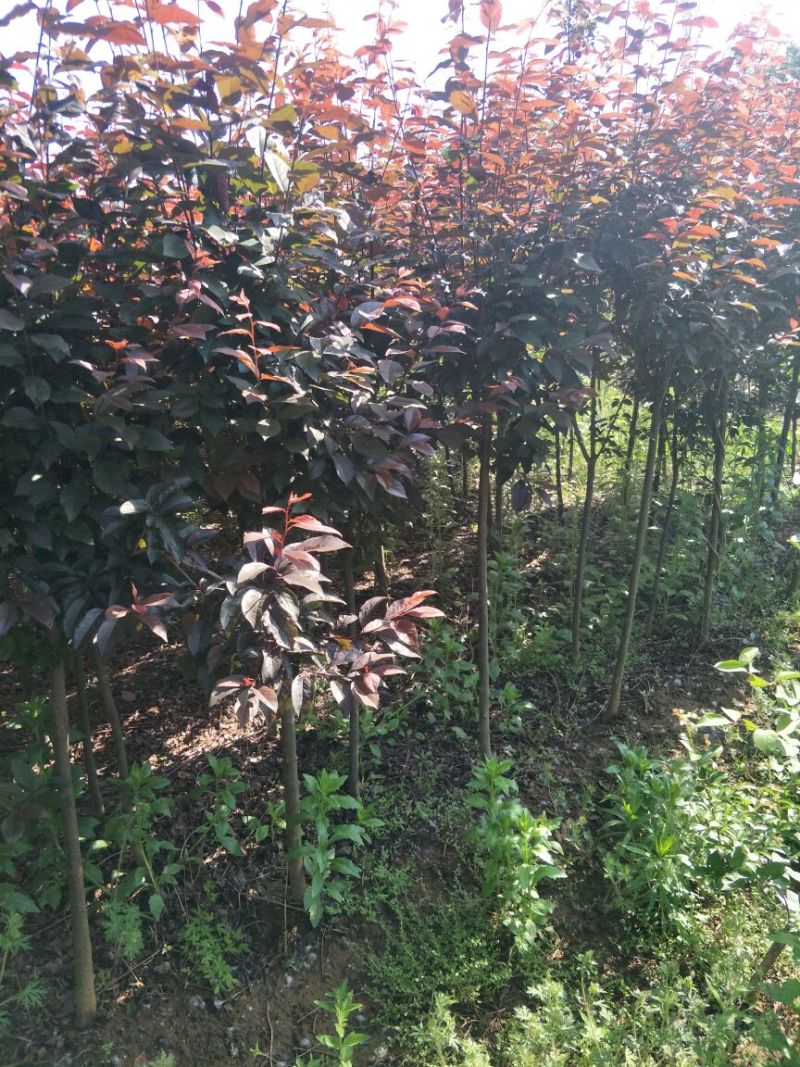 紫叶李树苗紫叶李苗木红叶李树苗庭院地栽风