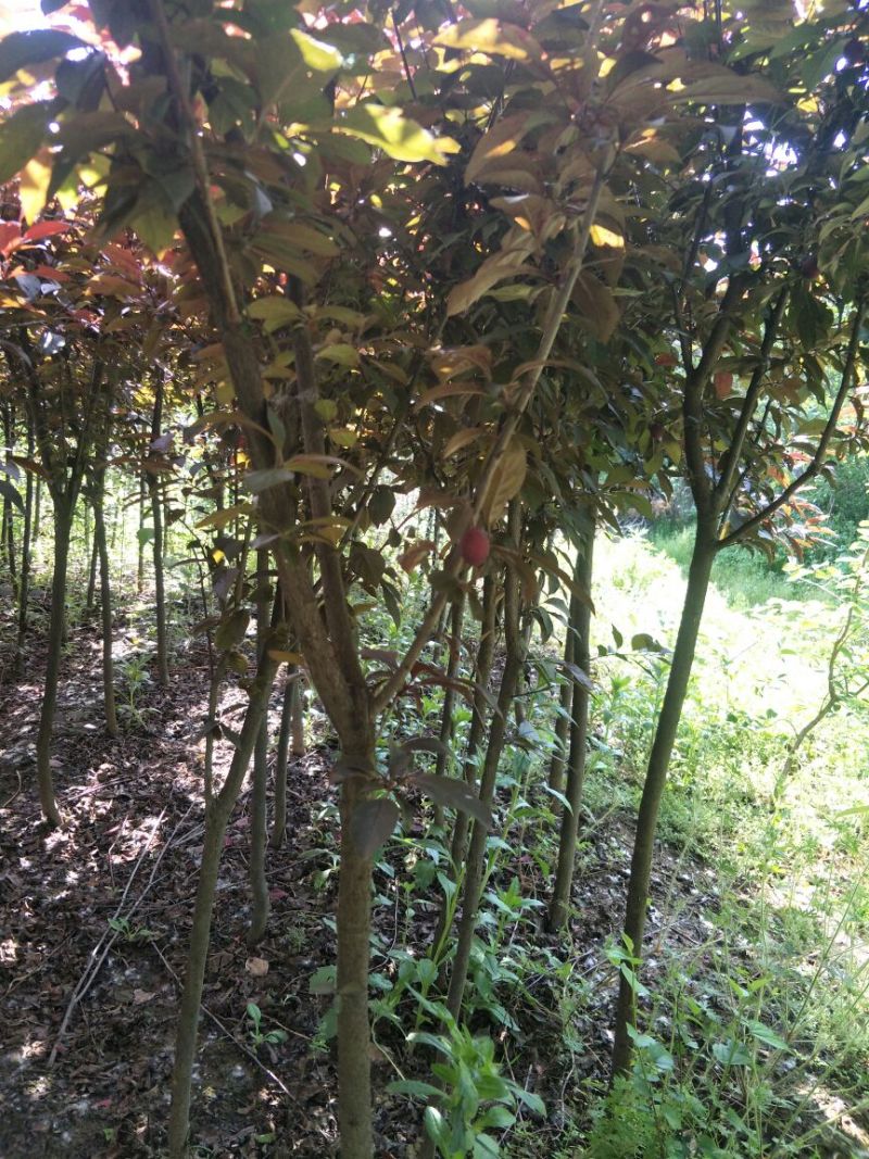 紫叶李树苗紫叶李苗木红叶李树苗庭院地栽风