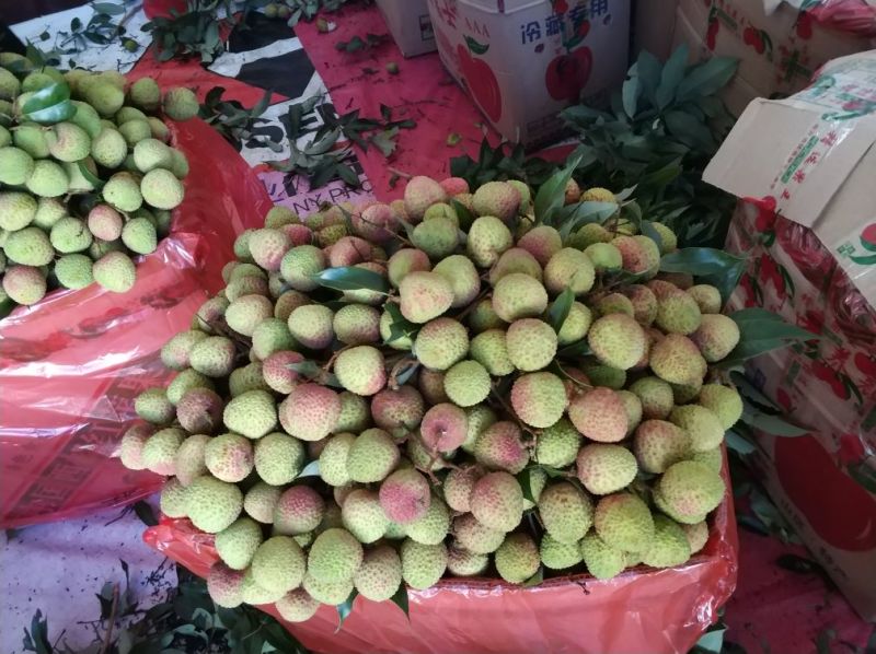 整车2万斤起靓荔枝，妃子笑，桂味，廉江市良垌镇专业代办